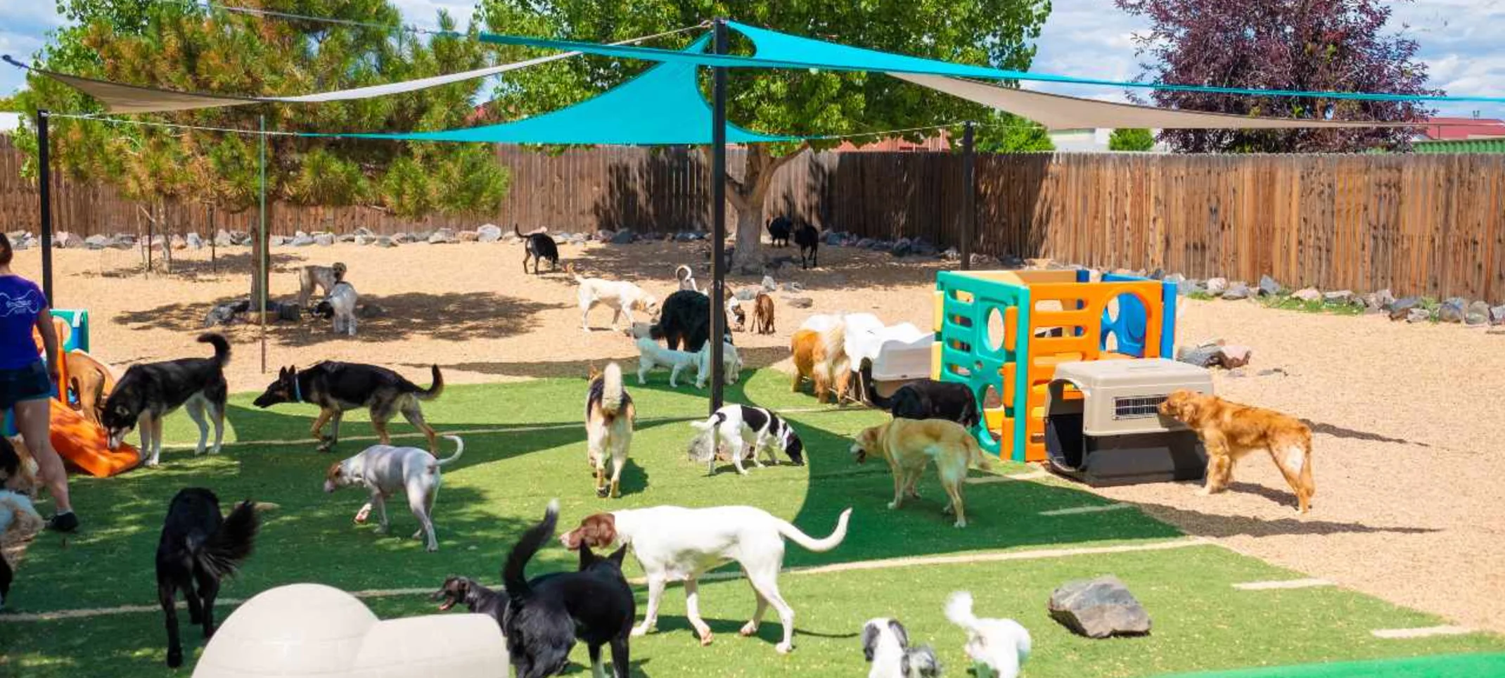 Outdoor dog park at Bowhaus Erie, grooming and dog boarding services